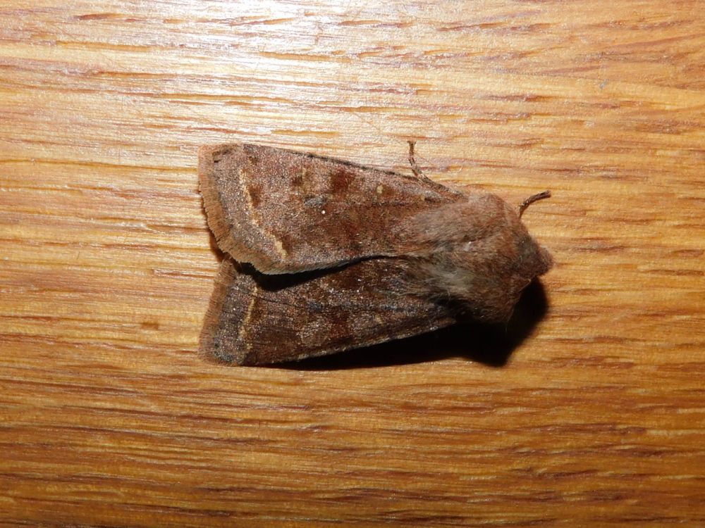 Clouded Drab Moth