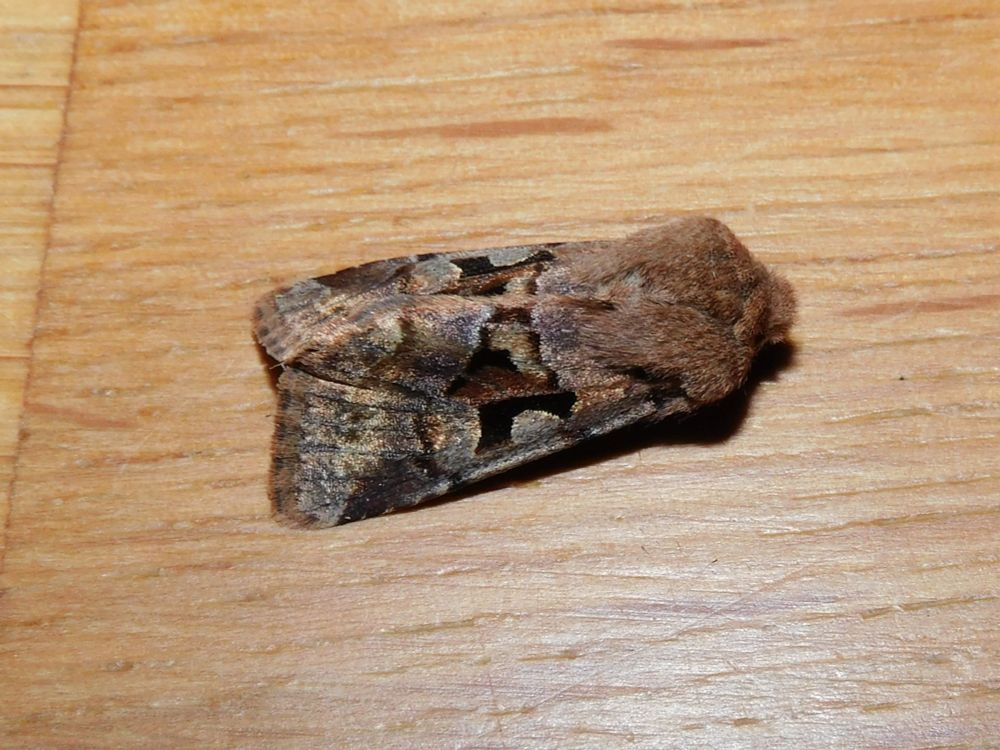 Hebrew Character Moth