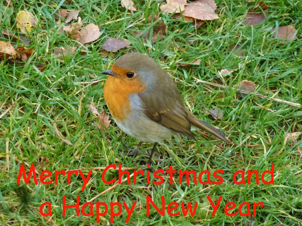 A Robin on grass with the text "Merry Christmas and a Happy New Year".