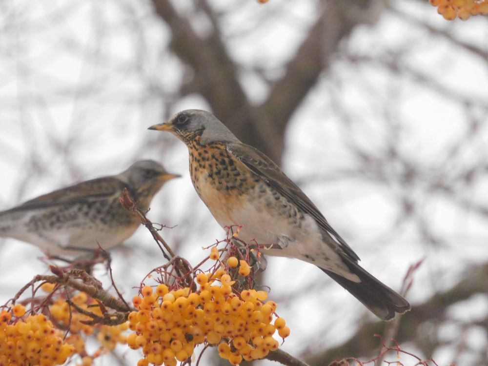 A Fieldfare on a bunch of yellow Rowan berries