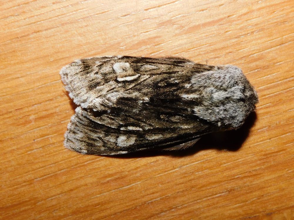 Rannoch Sprawler Moth