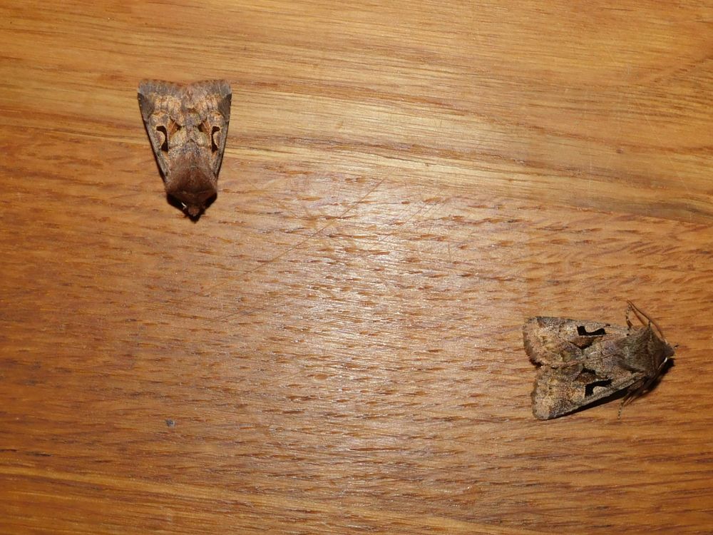 2 Hebrew Character Moths