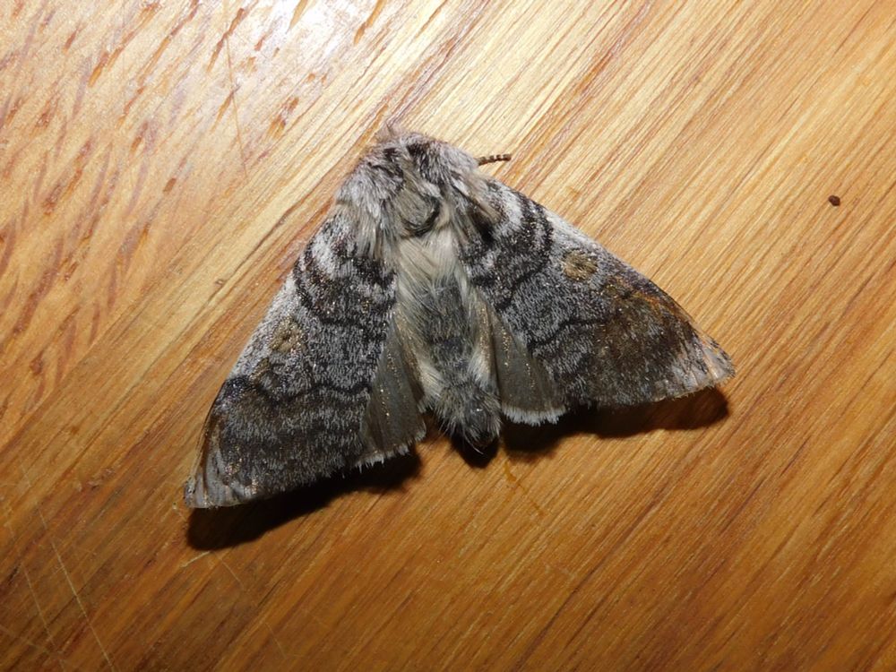 Yellow Horned Moth