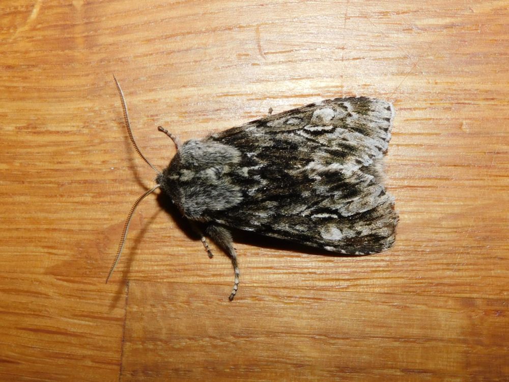 Rannoch Sprawler Moth