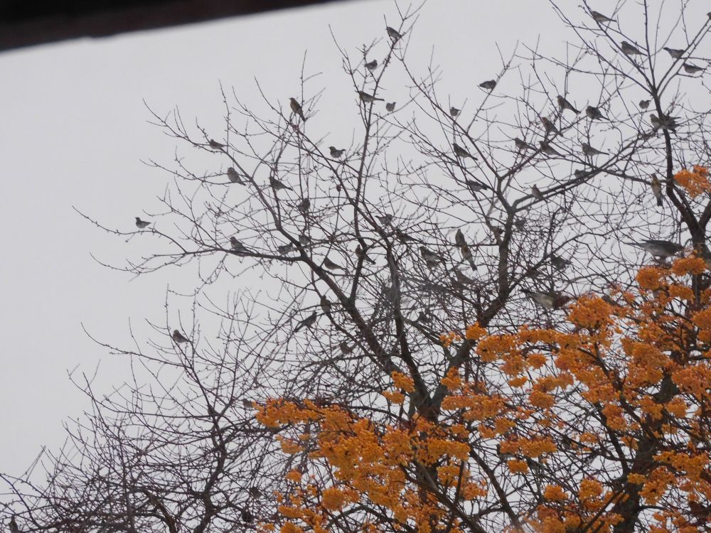 Lots of Fieldfare in trees.