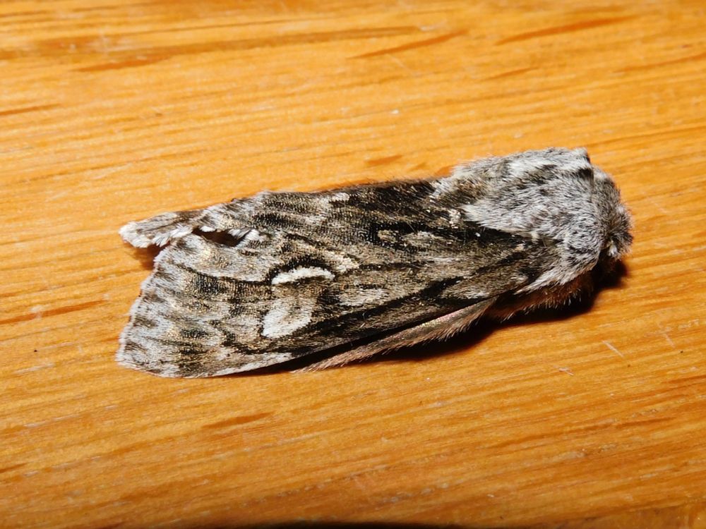 Rannoch Sprawler Moth