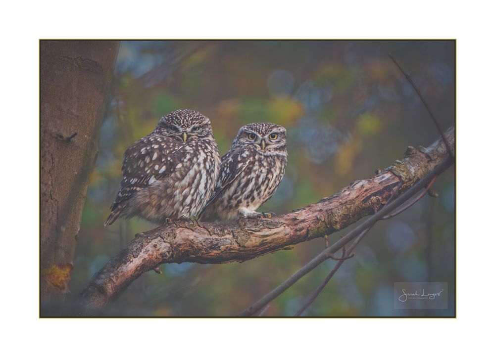 A dark scene looking up into a bare tree with a heavily weathered branch crossing the scene from lower left corner to just above the middle of the right edge. Even though the sun has just set, the background is a tapestry of blurred Autumn-coloured leaves, the yellow being the most prominent. Patches of deep blue sky show through the bokeh leaves. Two little owls are perched on the branch. They are sitting close together, their bodies at a fourty five degree angle to the viewer, but facing straight down the lens of the camera. The bigger of the owls, sat on the left, is the female. Her feathers are puffed up creating a rugby ball like profile. The male sitting to the right is shorter and more slender. His eyes are wide showing the yellow colour that tells us that these are owls that hunt in daylight as well as dusk. In common with almost every little owl that I have encountered, they both glare at me with such a grumpy expressions. And that's what makes them so very endearing! Here's the RSPB's description of a little owl - This small owl was introduced to the UK in the 19th century. It can be seen in the daylight, usually perching on a tree branch, telegraph pole or rock. It will bob its head up and down when alarmed. In flight, it has rounded wings, rapid wingbeats and flies with a slight bounce. Breeding Bird Survey data suggests that Little Owl numbers are declining, with the UK population estimated to be down by 24 per cent between 1995 and 2008. It’s 21 to 23 cm long, with a wingspan of 54 to 58cm. The feathers are cream/buff, brown and white, with yellow legs and a brown/black beak.