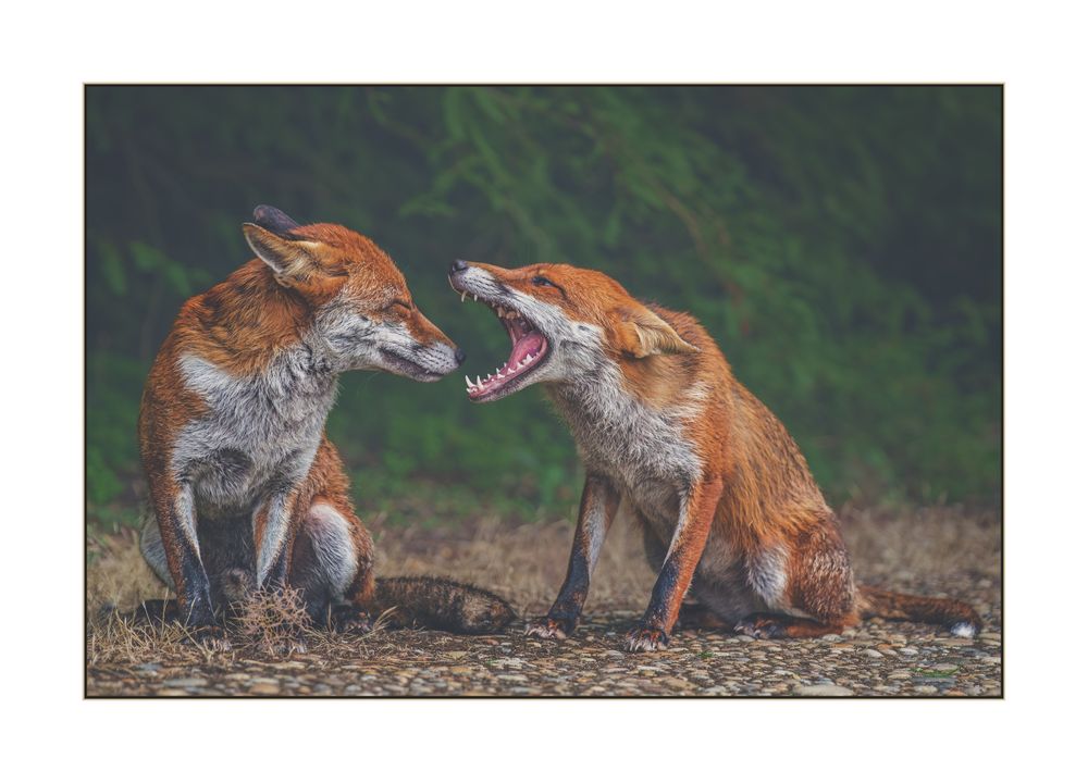 Two foxes are sitting with their bodies facing the camera but they’re facing one another other. The one on the left is a male fox, his eyes are closed, the one on the right is female, her mouth is open wide. They’re siblings who were born last year grew up in a tight knit family group together. But when the breeding season started in January this year, the dominant male fox forced the young male out of the family group and he made his home territory on the outer edge of his former home. Until a few weeks ago we didn’t know how much interaction there might still be between the lone male and his family. But we have discovered that his sister goes to visit him on the border of their territories. And we’ve watched her do it on a number of occasions now, at almost the exact time each day. Onlookers might not realise exactly what they’re seeing and hearing in the brief visits, but both foxes flatten their ears to their heads, lower their bodies into a submissive stance, wag their tails and screech at each other. It’s a friendly greeting! Sometimes they both lie on the ground near one another and vocalise gently, but the day on which I took the image, the female fox sat right next to her brother and screeched continuously for around five minutes. It drew a lot of attention from visitors to their home and my friend and I were able to explain that this was a friendly expression during a brief get together of two siblings. Fox vocalisation sounds alarming to us, but in fact it’s often affectionate and affirmation of a familial bond. I asked family and friends to provide some captions for the image as it does look like she’s just shouting at him 😂 My sister came up with my favourite and that’s the image title!

“Hmmmm.....looks like a bit of rabbit stuck in your teeth....”

“Open wide.”

“What big teeth you have.”

“It wasn't THAT funny!!”

“Yes, dear”

“I hear parsley gets rid of halitosis “

“Yes, your tonsils look fine but, by golly, your breath stinks!”