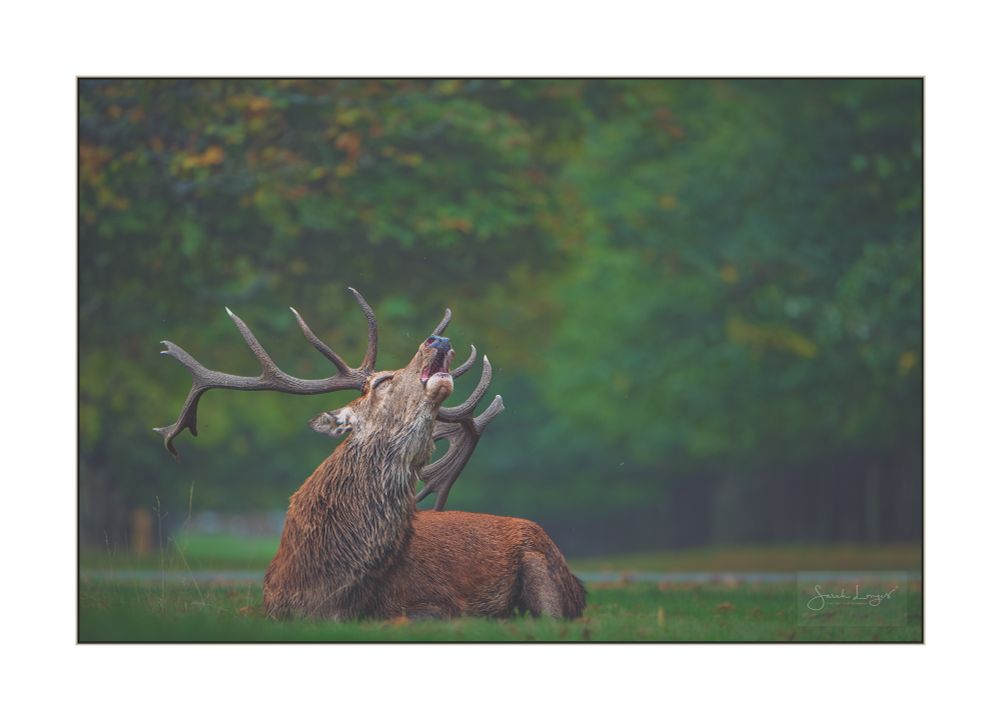 Against a soft, blurred background of an avenue of chestnut trees in shades of green with hints of yellow, brown and orange leaves on dark shaded trunks that rise above a grass lawn, scattered with leaves fallen early due to drought stress, is a Red Deer Stag. He is lying on the ground in the lower left of the image with his head turning towards the right, raised up as he bellows loudly to signal his presence to both adversaries and hinds as the annual Deer Rut, or breeding season, begins. His antlers are titled back with the tines pointing upwards, looking like a gothic candelabra. With over 16 tines on his antlers this stag is known as a Monarch. The red deer is Britain’s largest land mammal. When fully grown males (stags) weigh between 90 to 190kg and stand at around 1.07 to 1.37m tall at the shoulder. Red deer are a distinctive rusty red colour in summer turning to a brown winter coat. The rut usually occurs from the end of September to November. Stags rcompete for hinds by engaging in elaborate displays of dominance including roaring, parallel walks, and fighting. Fights are always the last resort! Reaching speeds of 30mph a large stag can cause a lot of damage. In fact, if a person gets in the way and is hit, it’s the same as being struck by a motorcycle at that speed. Both The Royal Parks and The British Deer Society have important information about watching and photographing deer safely, especially during the rut. In the Deer Society’s Code of Conduct there are 3 points that I feel are key, not just when photographing deer, but for all wildlife. I’ve highlighted them here and include links to the websites for both organisations.

1 - Research your subject beforehand and avoid risking harm to capture an image

2 - Educate others by your actions; enhance their understanding

3 - Treat the wildlife, plants and places as if you were their guest


https://www.royalparks.org.uk/deer-safety-advice

https://bds.org.uk/photography/photographing-deer/code-of-conduct/