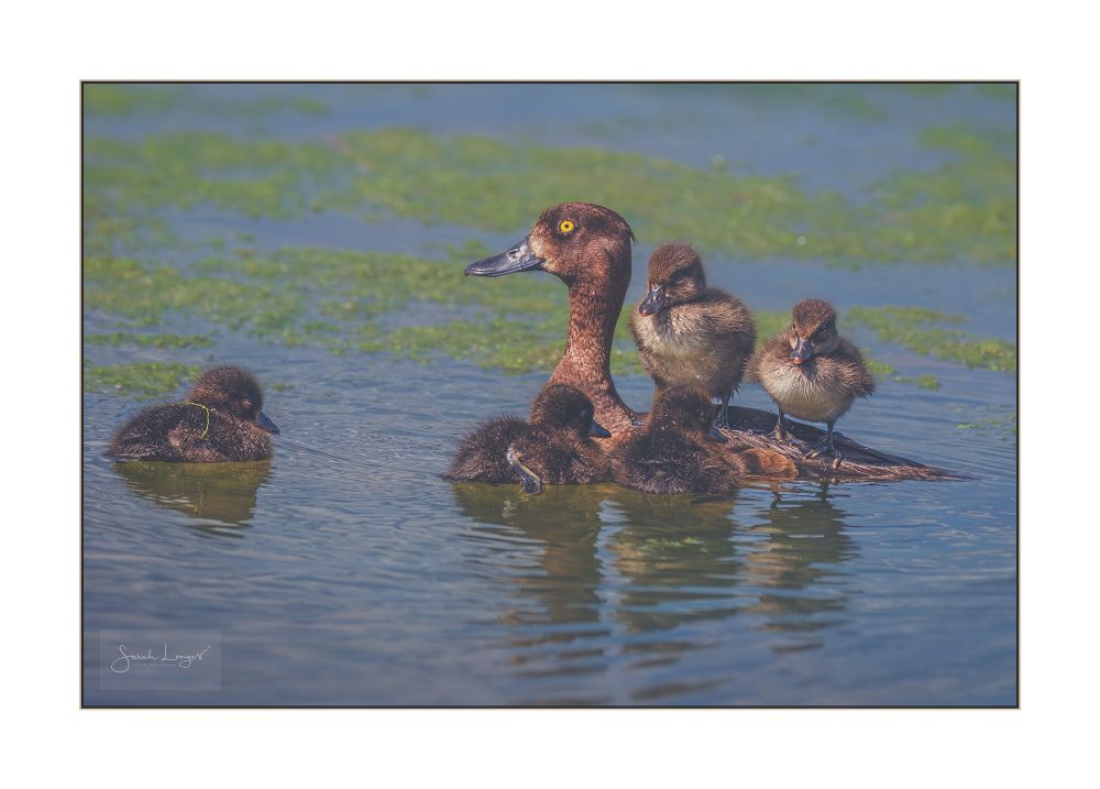 A female tufted duck is swimming across a shallow area of a blue-toned pond with pale green duckweed floating on the surface. She's a rich orange-brown colour with a slate-grey bill and yellow eyes. Bobbing along in front of and beside her are three fluffy brown ducklings. Two more fuffy brown ducklings with pale coloured chests face their siblings while standing on their mum's back with expressions that almost seem to say, "Wait your turn!". The sight made me chuckle as I have only ever seen grebe chicks or cygnets riding on a parent's back across the water and it did look like the three ducklings on the water were waiting in a queue! Perhaps she's running Duck Boat Tours of Bushy Park. Here's the RSPB's description of a tufted duck: The Tufted Duck is a medium-sized diving duck, smaller than a Mallard. It's black on the head, neck, chest and back, and white on the sides. It has a small crest and a yellow eye. In flight it shows an obvious white stripe across the back of the wing. It breeds in the UK across lowland areas of England, Scotland and Ireland, but less commonly in Wales, with most birds being year-round residents. Numbers increase in the UK in winter because of birds moving to the UK from Iceland and northern Europe.