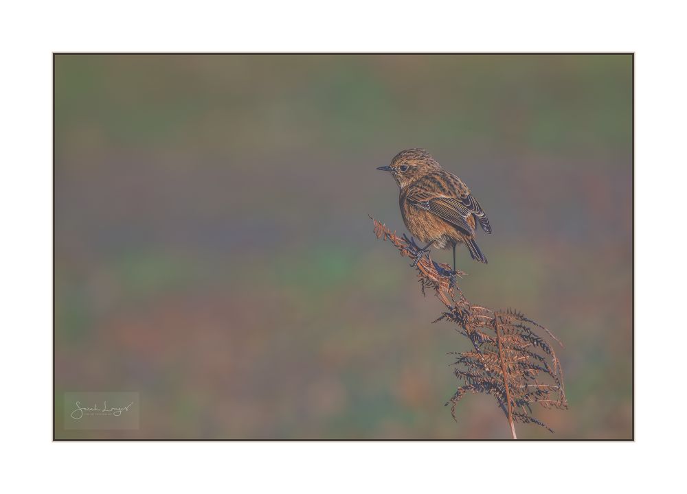 In the right half of this landscape-aspect image is a golden-brown frond of bracken, rising vertically from the lower edge, bending halfway up its length under the weight of a small bird. It's a female stonechat, about the size and shape of a robin, blending perfectly into the colours and speckled textures of the Autumn bracken frond she perches on. She is in profile facing to the left with her back slightly turned towards the camera so that you can see the tips of both wings, held slightly behind her to aid her balance, along with her tail, which she was bobbing around and flaring while I watched her. She was busy bouncing from frond to frond, to the ground and popping back up again to feed on insects active in the warming sunshine. The background is a blurred mix of grass-green, rusty orange and hazy blue layers of shadow, that hint to a landscape of mixed grassland with bands of bracken crossing horizontally behind the subject. Here's the RSPB's description of a stonechat: Stonechats are robin-sized birds. Males have striking black heads with white around the side of their neck, orange-red breasts and a mottled brown back. Females have brown heads, brown backs and an orange tinge to their chests. Stonechats are frequently seen flicking their wings while perched, often doing so on the tops of low bushes. As its name suggests, these birds utter a sharp loud call that sounds like two stones being tapped together. They breed in western and southern parts of the UK, but spread out more widely in winter. 
