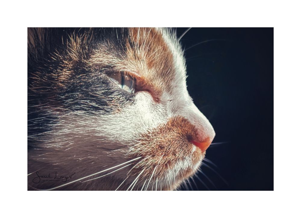 A profile portrait showing the cropped close face of a calico cat. She has black fur behind her pale green-yellow eyes with ginger above the eye, rising up the forehead. There’s a band of white fur across her cheek and running straight down the centre of the forehead and down her nose. The muzzle is ginger with bright white whiskers and her nose is a peachy pink colour. She’s facing to the right where sunlight is streaming in through the window creating bright highlights across her features and a dark background. This image was taken using the iPhone 15Pro