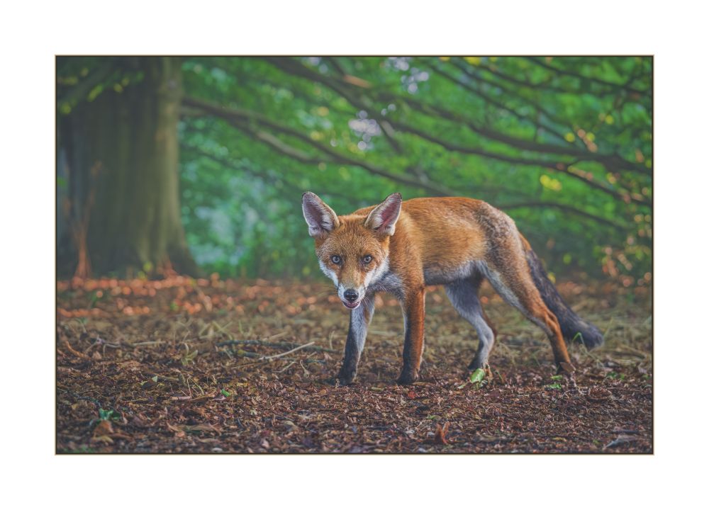 In the lower right corner of the image stands a young male fox. He's looking straight down the lens with open curiosity. His coat is a rich amber colour, amost blending in with the dead leaves on the ground that have gathered beneath the large canopy of the beech tree he's stood under. His eyes are a slightly lighter hazel tone, which has led to his moniker. The wide trunk of the beech is on the upper left side of the image, with many branches sweeping across to the right of the piece where they meet the ground. A few areas of dappled light at the base of the tree trunk have lit the dead leaves up in a bright amber that matches the fox. The leaves on the beech tree are still mostly a rich green, with just a few turning to yellow where the tree is showing a few signs of drought stress after the long dry summer and multiple heatwaves. The many veteran trees in this habitat have provided shelter and shade to the foxes and other wildlife inhabitants of this urban greenspace.