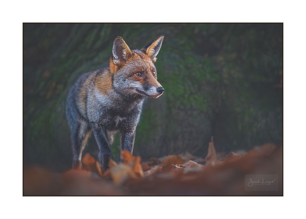 A landscape aspect image showing a young female fox standing in front of a huge tree trunk, on ground that is heavily covered by rusty-brown leaf litter. The tree trunk in the background almost completely fills the frame, with just the lower fifth of the base obscured by the leaves. This is only around a third, or less, of the diameter of the ancient sweet chestnut trunk! It's deep in shadow but the deeply textured, gnarly bark is just visible, highlighted with the rich greens of moss and lichen. The vixen, Star is stood in the left side of the image, with the tips of her ears close to the top and her paws buried in the leaf litter. She is facing almost straight on to the camera, angled so she is looking just across to the right of me. She was watching some people walking up the sloping path and with her ears pricked forward you can tell that she is alert to any sign of threat. There wasn't! I think the people were delighted to see her and they paused at a respectful distance to watch her for a while. A lovely opportunity for me to tell them about Star and the other foxes that live in the habitat, to explain a bit about their beneficial role in the ecosystem and the family dynamics and current behaviour of the group. It was lovely to hear from these people about the foxes they see in their gardens and local area. Star relaxed completely as I sat on the ground, amiably chatting with others. It was good to see her relaxed around others who are respectful of her and her home. One of the people remarked upon her overall dark colouring and I was able to tell them that this appearance can be observed in members of the family group from one side. It's genetics. I explained that we call her Star for the star shaped white mark on her chest that stands out well against the grey and black fur that extends underneath her and on her flanks and legs. She also has large semicircular black markings on her muzzle.