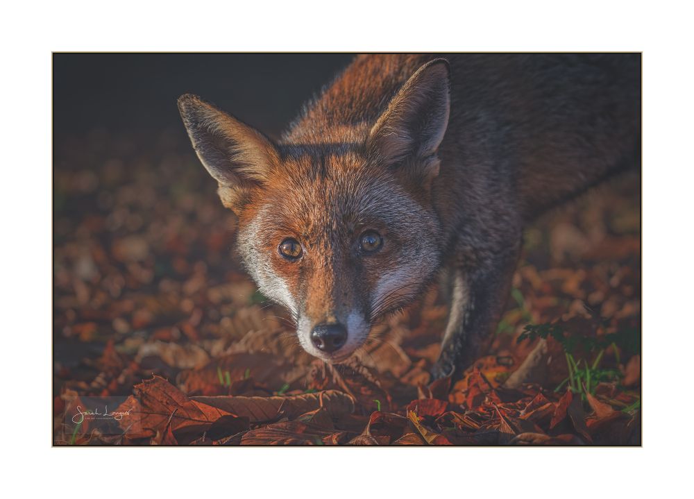 A close-up portrait of a young vixen approaching me with curiosity from the shadows beneath a large beech tree. The background is dark brown shadow in the top half, graduating to light browns and bright russet colours in the leaf litter around Star's feet. It's mid afternoon and the sun is low, sending golden light across the parts of the gardens that it can reach. I was sitting at the edge of the path when Star decided that she needed to come a bit too close so she could examine me properly! The light that caught her face, mostly the left side as we look at her, was simply gorgeous, highlighting her rich winter coat that blends perfectly with the russet coloured leaves around her on the ground. She and the leaves are aglow like a warm fireside. Even as I took several photos of her I was warning her that she was a bit too close, encouraging her to back away a bit. It was one of those moments where as a wildlife photographer you're caught between the desire to capture the beautiful light on your subject, with the concern to keep your subjects safe and wild by discouraging them from getting too close to people. She looks wary and alert because I'm discouraging her while shooting the scene with the camera low, composing through the LCD tilt screen. She did move to a more appropriate distance after this and settled down near another beech tree trunk. Star has earned her name from a small star-shaped white patch on her chest, just above her front legs. Her chest and underneath her body are quite a dark grey, almost totally black in places. This extends down her tail. There are white accents on her muzzle, the edge of her ears, the joints of her legs and a brighter white tip to her tail. The rest of her coat is a rusty-orange, peppered with grey. In this image only her head and one front leg and haunch are visible.