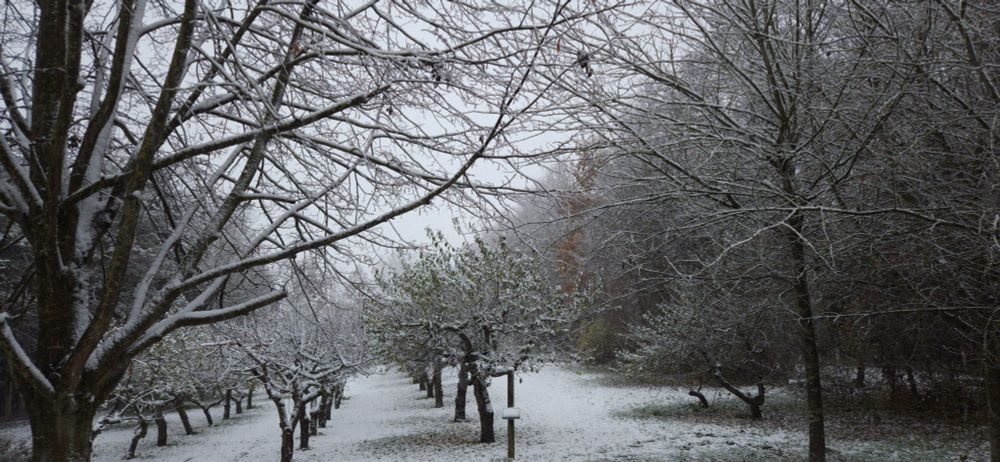 Photo of an apple orchard with a layer of snow