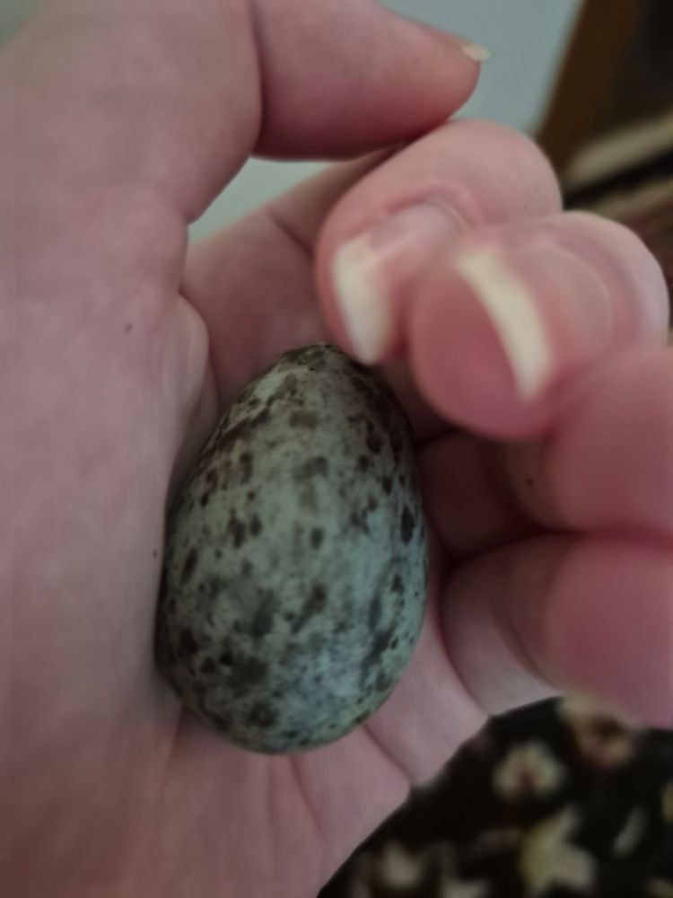 Brown speckled blue-green magpie egg in a hand