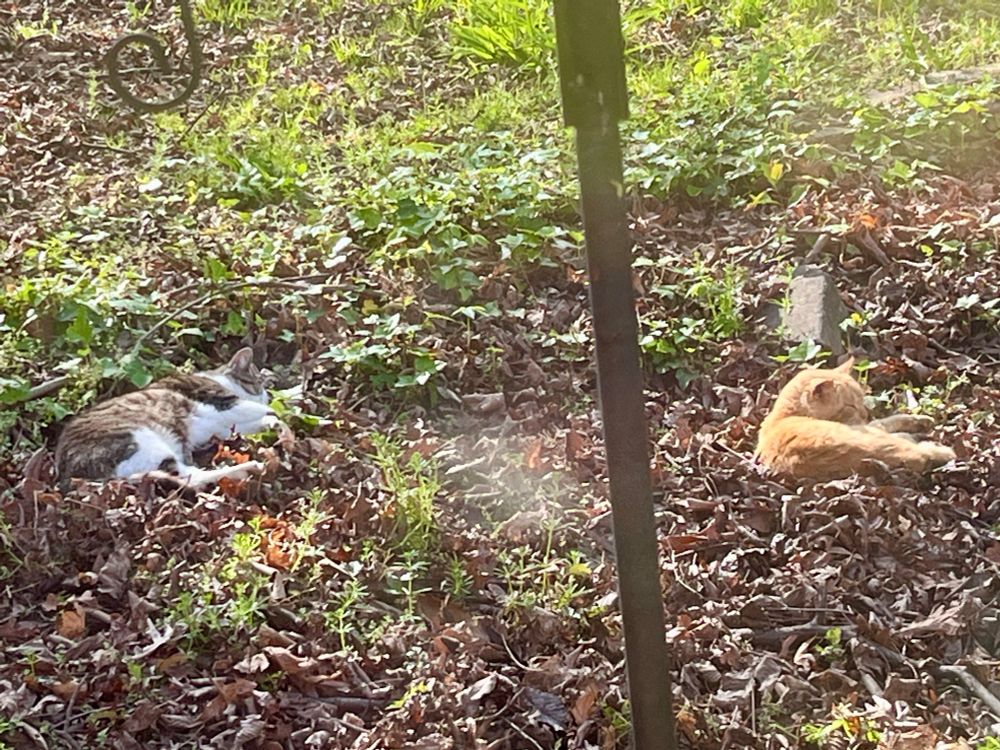 Two cats, an orange and a grey and white one, are sleeping next to each other in a bed of dry leaves on the sun.