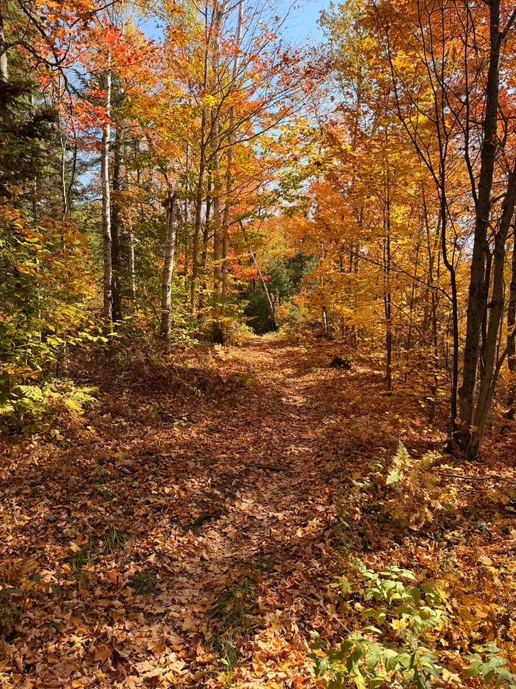 Un chemin forestier avec des feuilles dans les arbres et au sol.