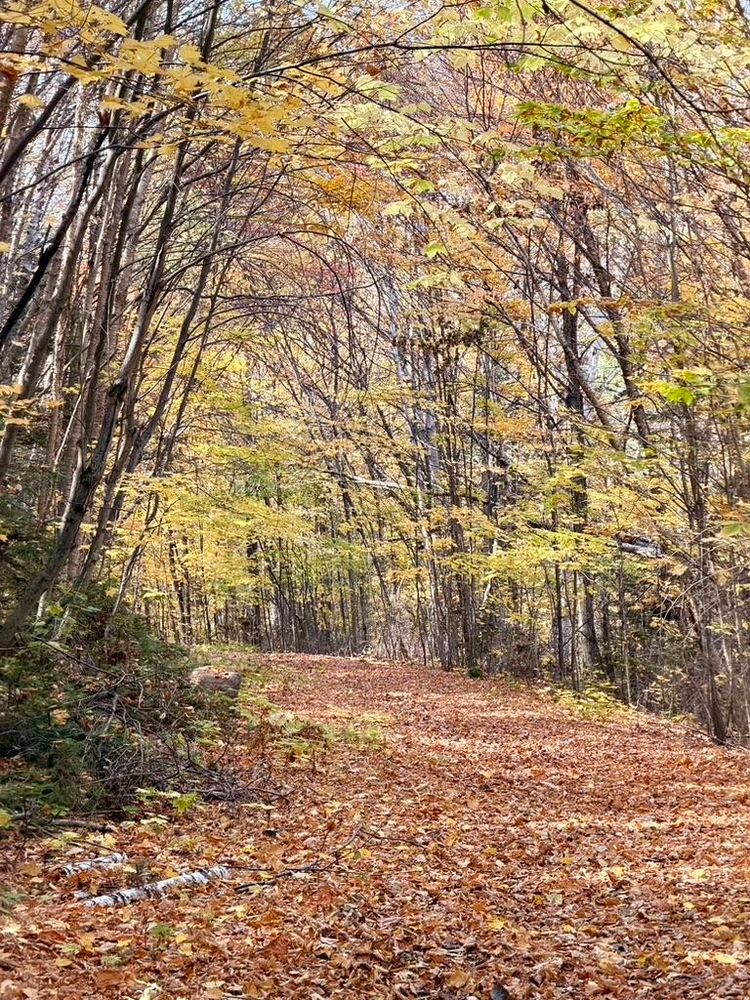 Un chemin forestier avec des feuilles dans les arbres et au sol.