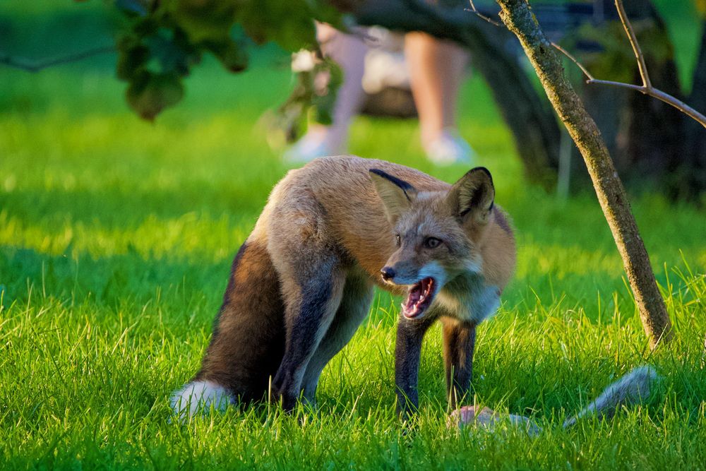 Un renard avec la bouche ouverte, un écureuil mort à ses pattes. Des jambes d'une personne en arrière plan.