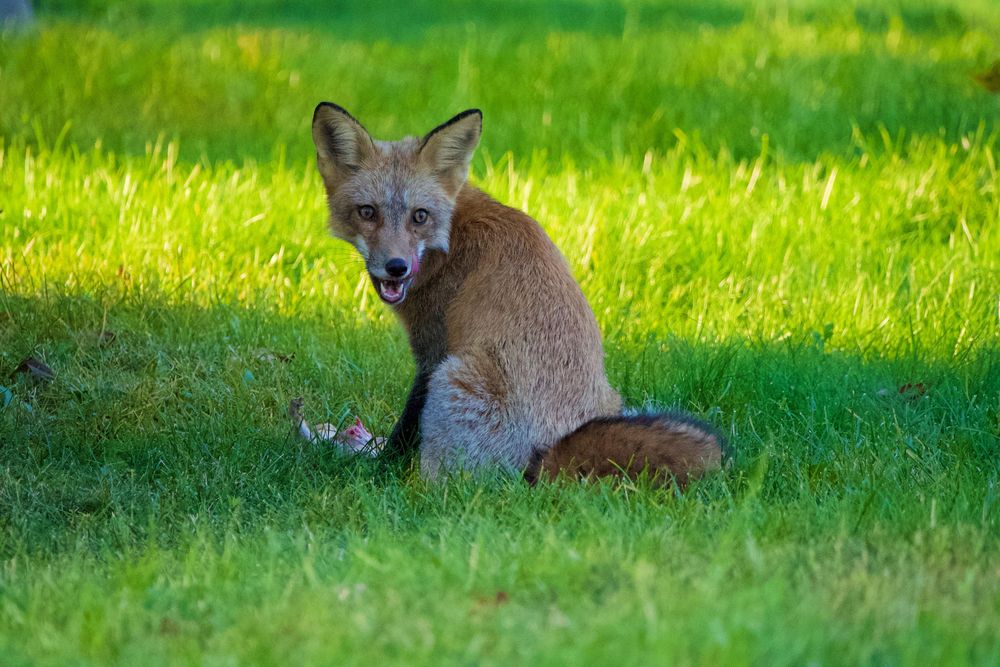 Un renard qui se lèche les babines, un écureuil mort à ses pattes.
