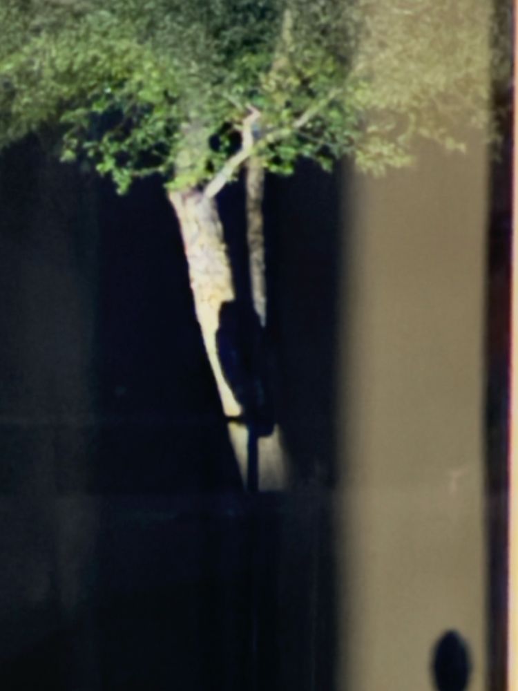 The view outside a window, to the silhouette of a great horned owl perched on a pool fence backlit by landscape lights. 