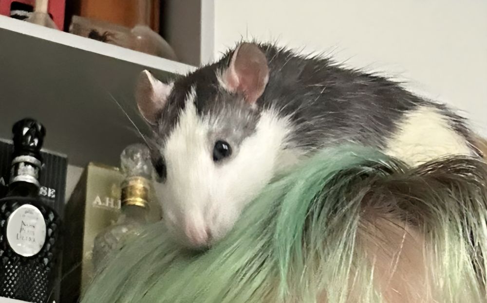 Eine weiße-graue Ratte liegt gemütlich auf einem Kopf mit bunten Haaren und schaut unglaublich niedlich in die Kamera