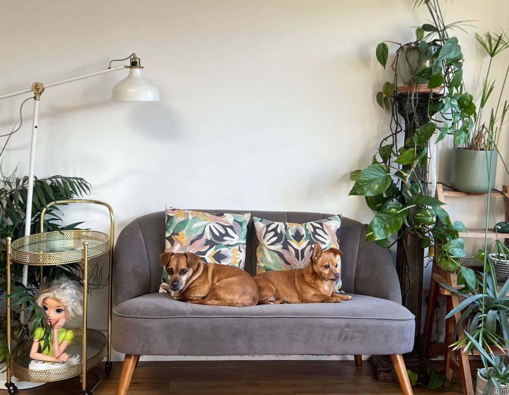 Two small dogs, arranged in a mirrored pattern in a green and leafy setting. Like  Wes Andersen cinematography.