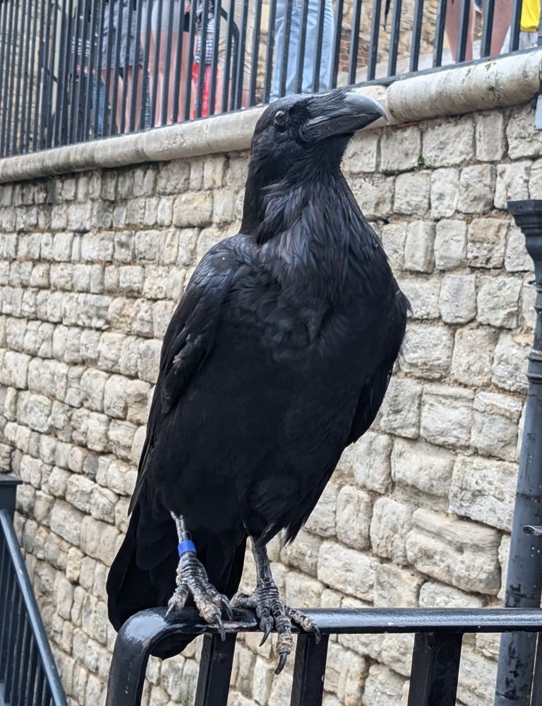 A raven standing on an iron bannister with a brick wall behind it