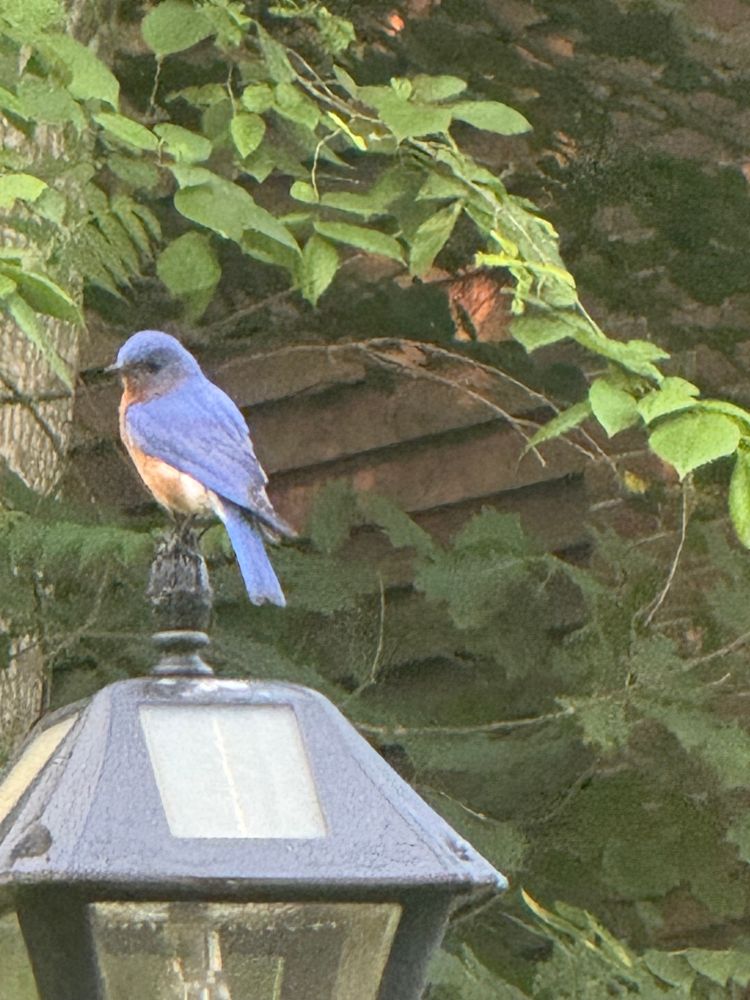 An eastern blue bird sitting a top a solar powered lamp with trees in the back ground. 