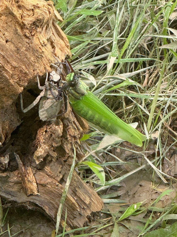A dragonhunter flying insect molting out of its nymph stage. Its wings are not yet unfurled and dry. It has just emerged from its nymph shell. 