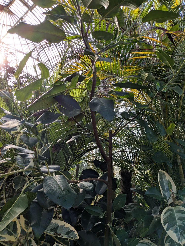 Another view of the trees in the palm house. They are various shades of bright and dark green, with waxy-looking leaves - some broad and flat, others long and skinny. A couple of plants towards the front of the frame are variegated green and white.