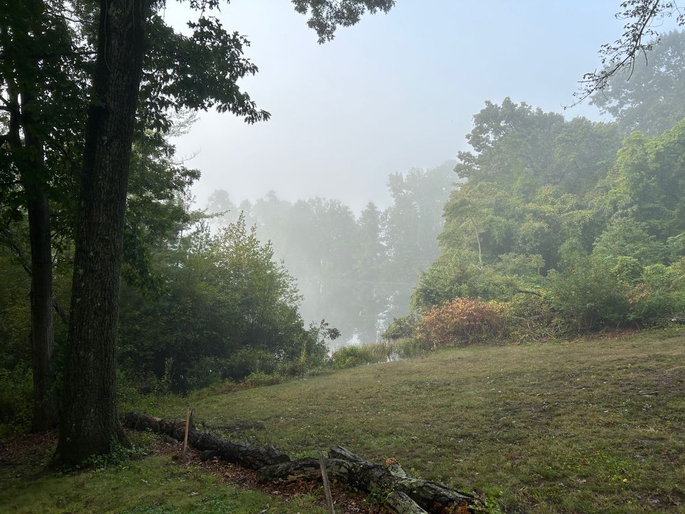 grass in foreground with a couple of big trees on the far left, looking through a split in greenery to a foggy pond with fog-covered trees in the background.