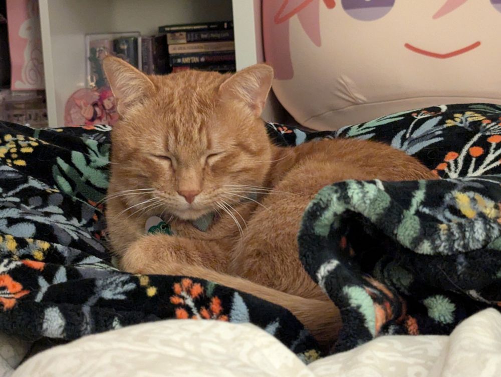 Percy the orange tabby dozing off, curled up in a black floral print fuzzy blanket. this blanket texture is his favorite.