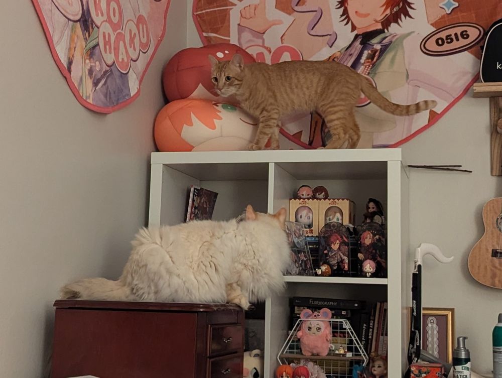 slightly blurry photo of fluffy white cat Artie and orange tabby Percy exploring the anime merch bookshelf corner in our room. on the left, Artie is perched on the jewelry cabinet (which is shorter than the bookshelf) with his back to us. on the right, Percy is on the top of the IKEA bookshelf (with huggable anime omanjuu cushions his left), looking curiously around the room.