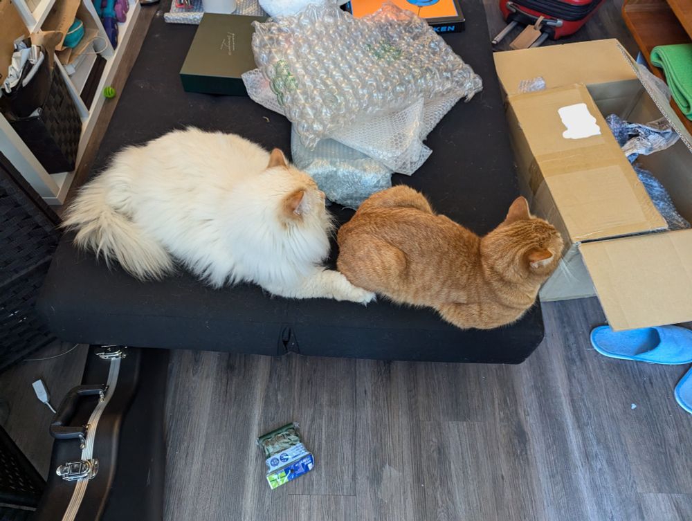 same 'aerial-ish' shot as before, but both cats are now facing in the direction away from the viewer. Artie's paw is still on Percy's backside, and this picture is more comical since it looks even more like he's trying to grab Percy's butt.
