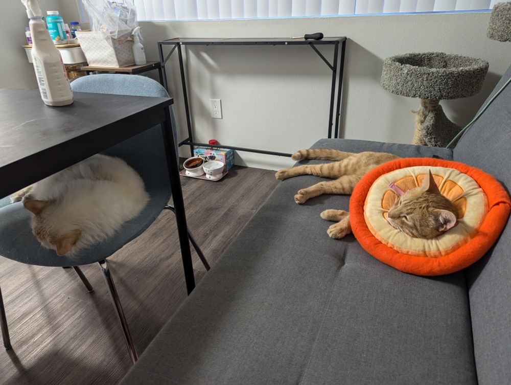 fluffy white cat sleeping curled up on a chair pushed in to the dining table (so he's under the table) on the left. orange tabby cat with a fluffy orange slice collar (in lieu of the hard cone) around his neck, on the right.