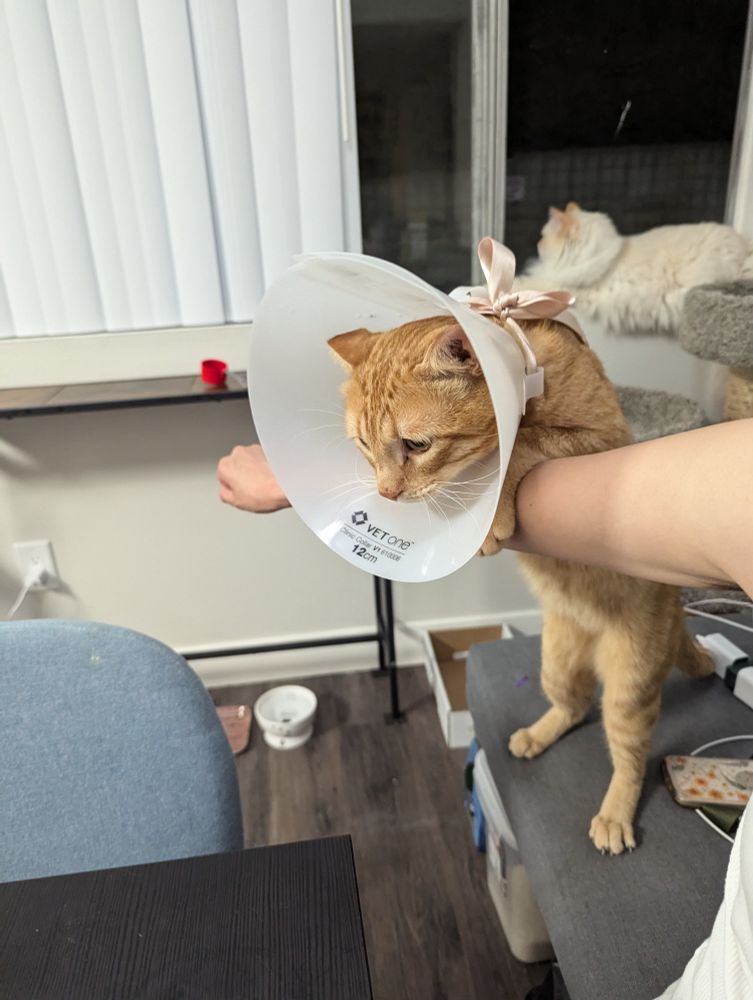 same shot as previous except this is a mid-action shot where the orange tabby has attempted to leap onto the dining table, only to be stopped by the human arm again. the viewer can see the cone is cinched with a pink ribbon, since the orange cat is small enough the standard cone size was a bit too large for him.