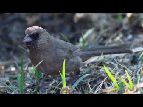 I Am Birder (parody of Helen Reddy’s I Am Woman)
