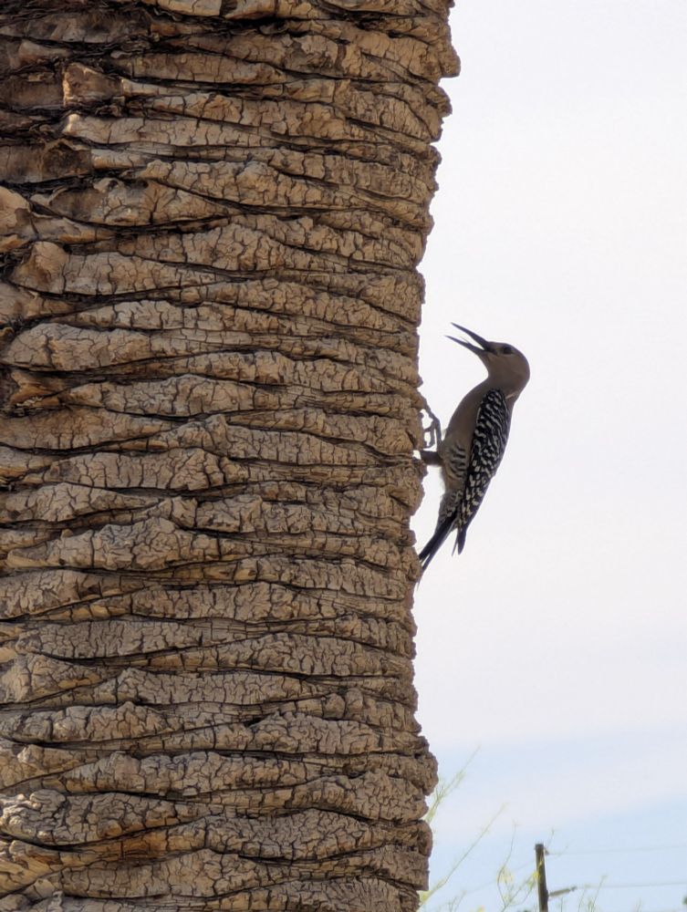 Is this a gila woodpecker clinging to a tree trunk? Dusty head and chest, black and white barred wings, back, and tail, long, sharp, black beak, and a little orange on its forehead (not visible in this profile photo).