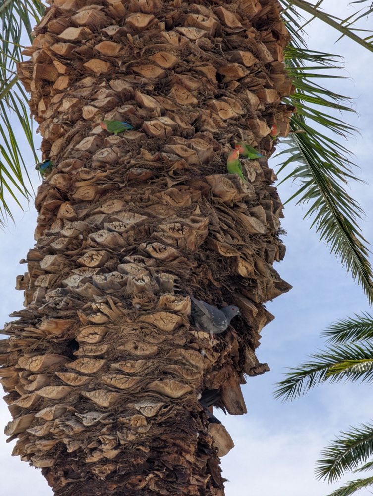 The undercrown of a date palm tree that has been trimmed of many layers of fronds. Perched on the front stumps are a half dozen rosy faced lovebirds and two pigeons, one of which is headfirst inside a hole in between the cut fronds.