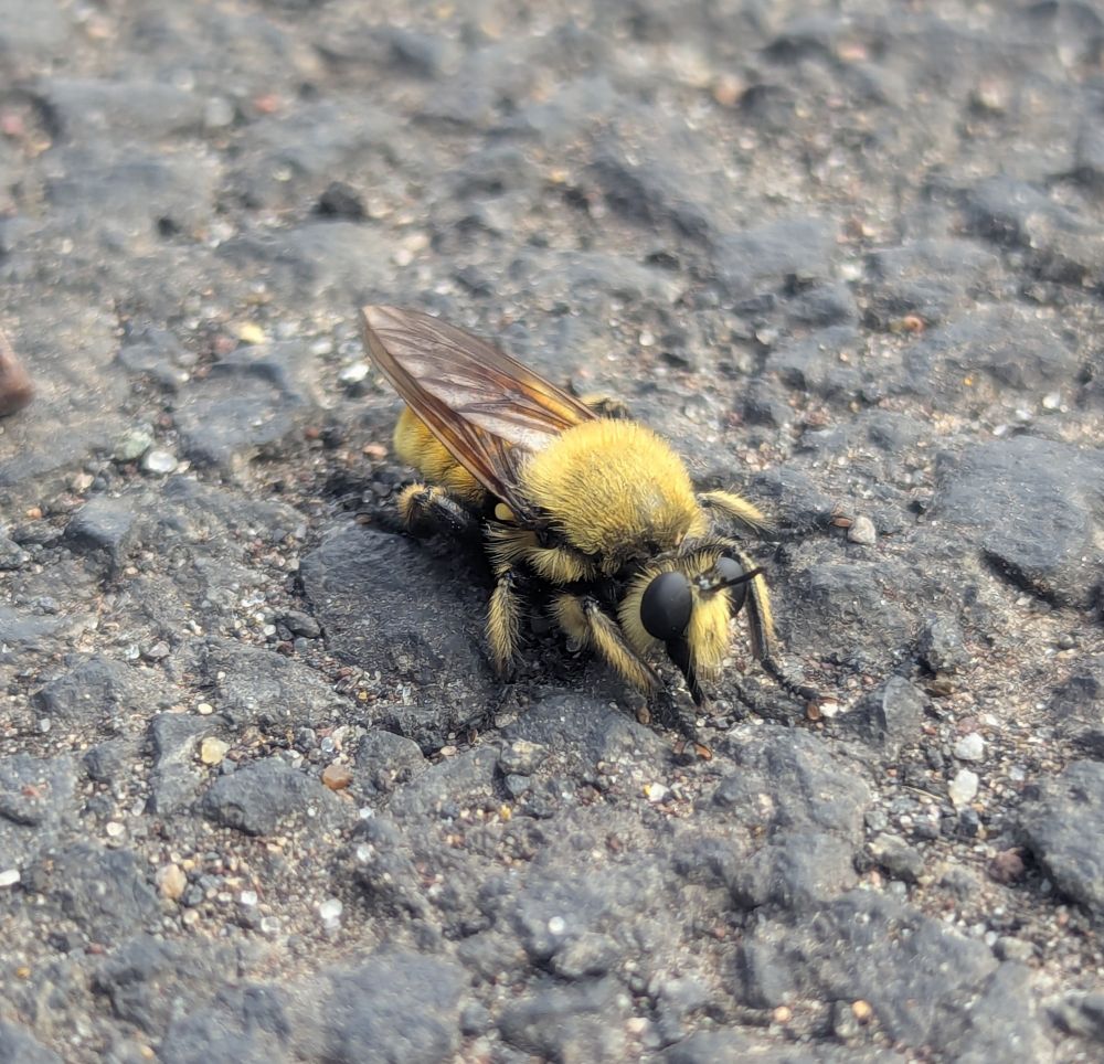 Much like a bumblebee, this insect is covered in yellow hairs. Furry yellow legs, yellow face with black eyes, domed yellow thorax, abdomen banded in yellow and unfurry black. How to tell it is a fly and not a bee? One large set of brown wings, one set of halteres (little yellow nubs under the main wings, used for steering), antennae are short and more like horns than the rounded tipped antennae of bees, and the mouthparts come to a point, meant to pierce their prey to suck out their blood. The eyes are rounder and more beady looking than bee eyes. Robberflies hunt by sight. They are also called assassin flies, because they are spectacular predators. This one is giving me intense side eye from the tarmac after evading my camera for so long.