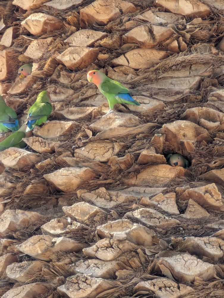 Six rosy faced lovebirds, two entirely within hollows in between stumps of cut date frond, the others perching on the stumps. Date fronds grow in this stepwise spiralling pattern and the birds look like they are ascending a very gnarly wooden spiral staircase.