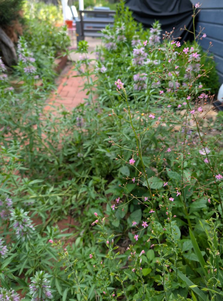 Lemon beebalm, jewels of opar, and a pink salvia next to a brick path.
