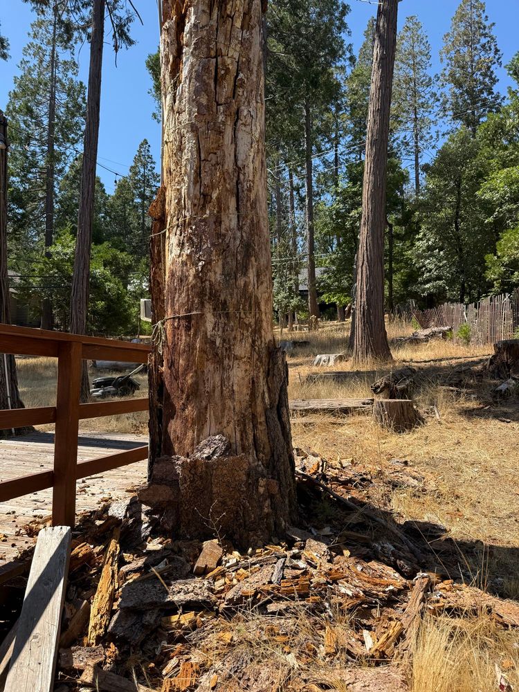 A dead cedar tree with broken bark and piles all around it. A cabin and deck and railing are on the left.