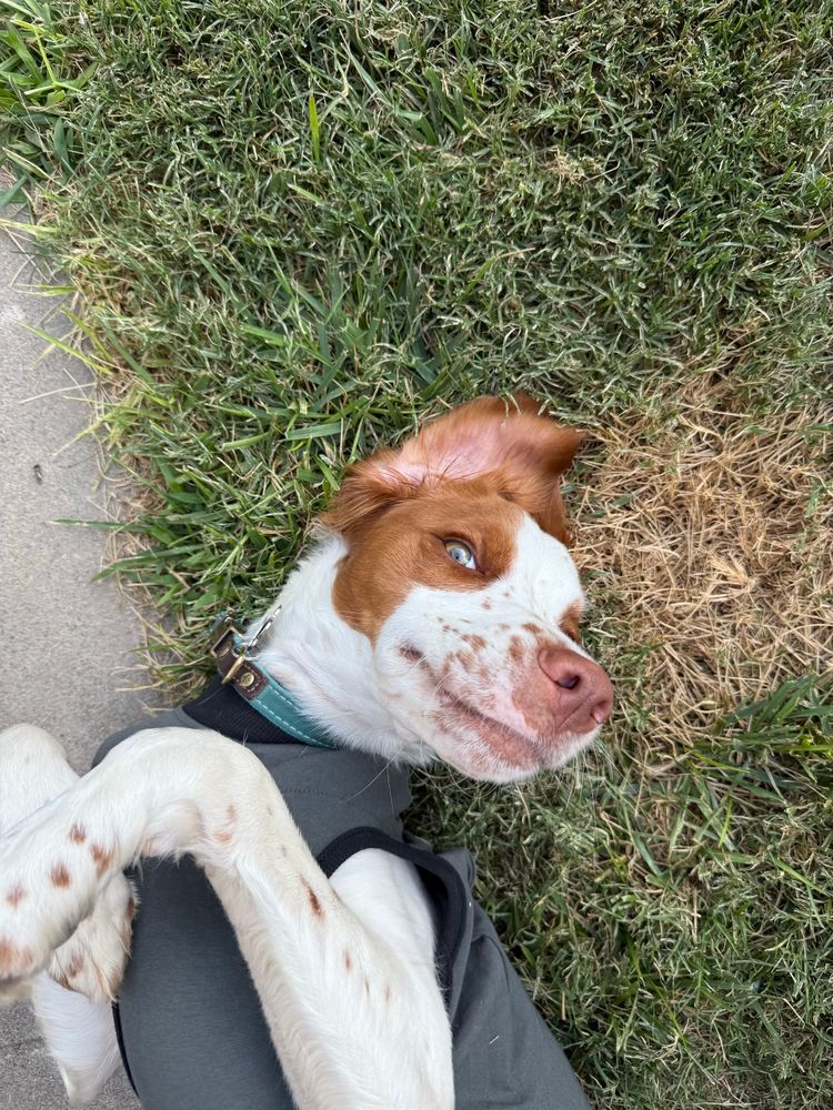 A red and white dog and a gray onesie is lying upside down on the grass with his head, slightly tilted and giving an expression that says really?
