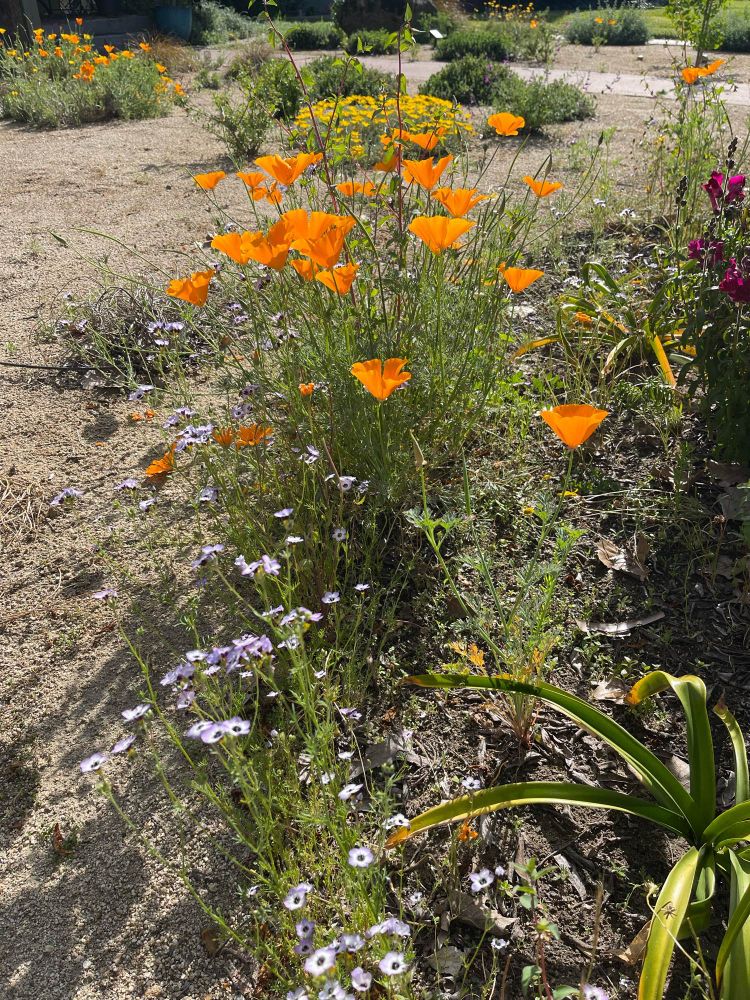 More purple, gilia and poppies in bloom