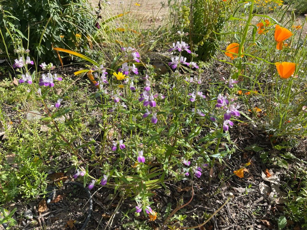 Purple Chinese houses and orange poppies blooming in the yard