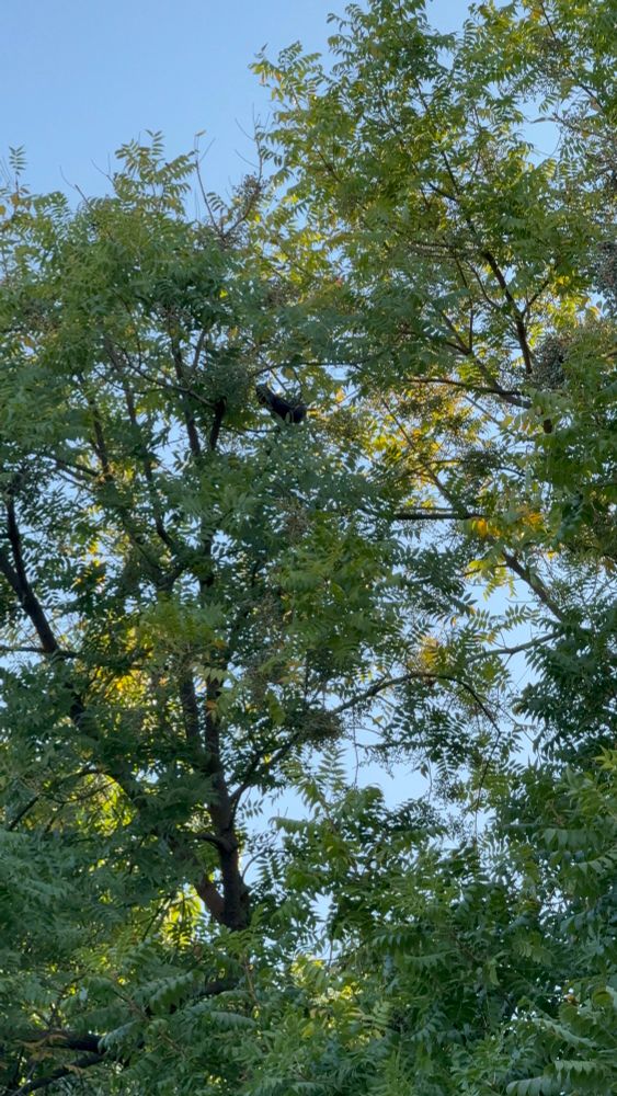 A view into the treetops of branches and green leaves and the silhouette outline of a small squirrel.